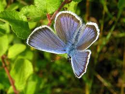 Attēlu rezultāti vaicājumam “Plebejus argus”