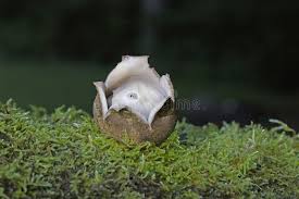 Attēlu rezultāti vaicājumam “Geastrum”