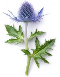 Attēlu rezultāti vaicājumam “Eryngium planum leaf”