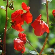 Image result for Alonsoa liniflora