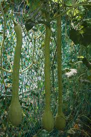 Image result for tromboncino