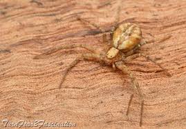 Attēlu rezultāti vaicājumam “Trichia longipalpis macro”