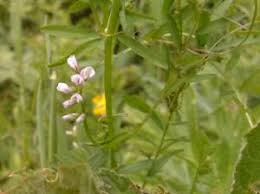 Attēlu rezultāti vaicājumam “Vicia hirsuta flower”