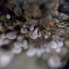 Attēlu rezultāti vaicājumam “Phleogena faginea”