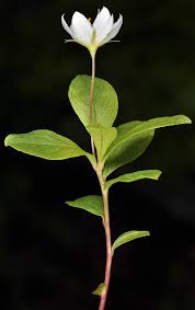 Attēlu rezultāti vaicājumam “Trientalis europaea leaf”