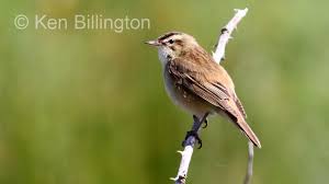 Attēlu rezultāti vaicājumam “Acrocephalus schoenobaenus”