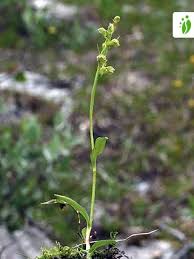 Attēlu rezultāti vaicājumam “Coeloglossum viride flower”