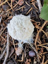 Attēlu rezultāti vaicājumam “Fuligo septica var. flava”