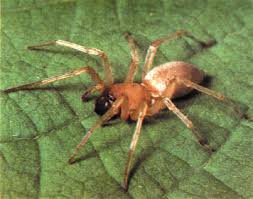 Attēlu rezultāti vaicājumam “Cheiracanthium sp.”