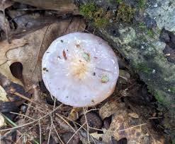 Attēlu rezultāti vaicājumam “Tubifera montana young”