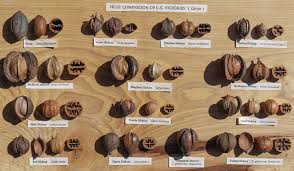 Attēlu rezultāti vaicājumam “Carya ovata fruit”