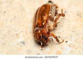 Attēlu rezultāti vaicājumam “Melolontha hippocastani”