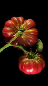 Afbeeldingsresultaat voor purple calabash tomato