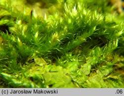 Attēlu rezultāti vaicājumam “Pylaisia polyantha”