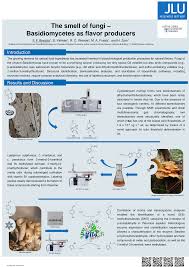 Attēlu rezultāti vaicājumam “Cystostereum murrayi”