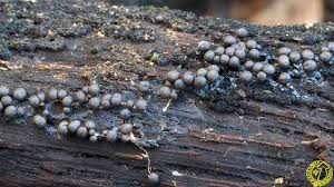 Attēlu rezultāti vaicājumam “Diderma umbilicatum”