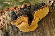 Attēlu rezultāti vaicājumam “Gloeophyllum odoratum”