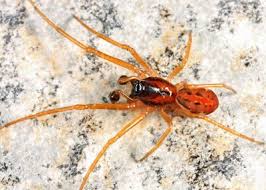 Attēlu rezultāti vaicājumam “Tetragnathidae”