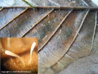 Attēlu rezultāti vaicājumam “Typhula setipes”