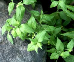 Attēlu rezultāti vaicājumam “Silene baccifera leaf”
