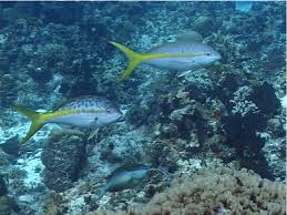 Image result for Ocyurus chrysurus