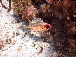 Image result for Holocentrus adscensionis