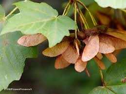 Attēlu rezultāti vaicājumam “Acer platanoides”