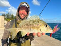 Image result for Haemulon plumierii