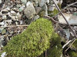 Attēlu rezultāti vaicājumam “Neckera complanata sporophyte”