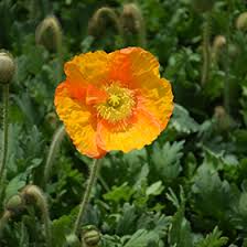 Image result for Papaver nudicaule