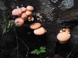 Attēlu rezultāti vaicājumam “Amaurochaete atra spores”