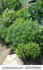 Attēlu rezultāti vaicājumam “Euphorbia cyparissias fruit”