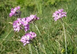Attēlu rezultāti vaicājumam “Primula farinosa bud”