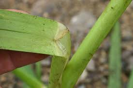 Attēlu rezultāti vaicājumam “Glyceria maxima fruit”