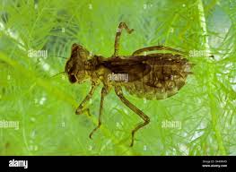 Attēlu rezultāti vaicājumam “Leucorrhinia dubia”