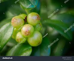 Attēlu rezultāti vaicājumam “Vaccinium vitis-idaea fruit”