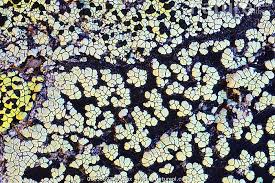 Attēlu rezultāti vaicājumam “Rhizocarpon geographicum”