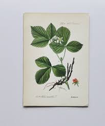 Attēlu rezultāti vaicājumam “Rubus saxatilis flower”