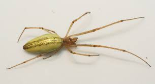 Attēlu rezultāti vaicājumam “Tetragnatha extensa”