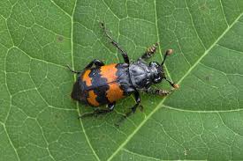 Attēlu rezultāti vaicājumam “Nicrophorus investigator imago”