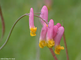 Attēlu rezultāti vaicājumam “Corydalis”