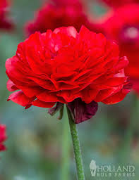 Attēlu rezultāti vaicājumam “Ranunculus elatior”