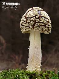 Attēlu rezultāti vaicājumam “Amanita regalis”