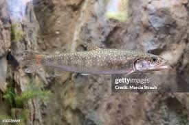 Image result for Salvelinus namaycush