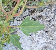 Attēlu rezultāti vaicājumam “Chenopodium rubrum leaf”