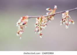 Attēlu rezultāti vaicājumam “Ulmus laevis flower”