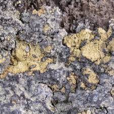 Attēlu rezultāti vaicājumam “Lepraria”