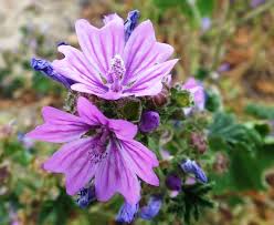 Image result for Malva sylvestris