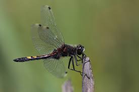 Attēlu rezultāti vaicājumam “Leucorrhinia pectoralis”