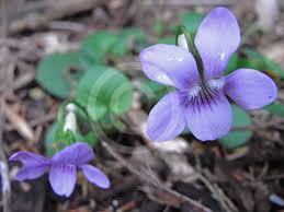 Attēlu rezultāti vaicājumam “Viola canina”